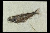Fossil Fish (Knightia) - Green River Formation #129766-1